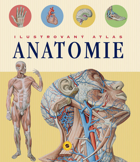 Ilustrovaný atlas anatomie