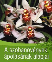 A szobanövények ápolásának alapjai