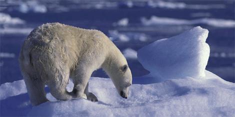 3D panoráma Ľadový medveď