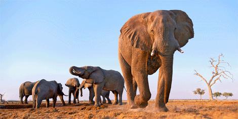 3D panoráma Slony
