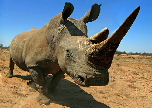 (B) 3D pohľadnica Rhino