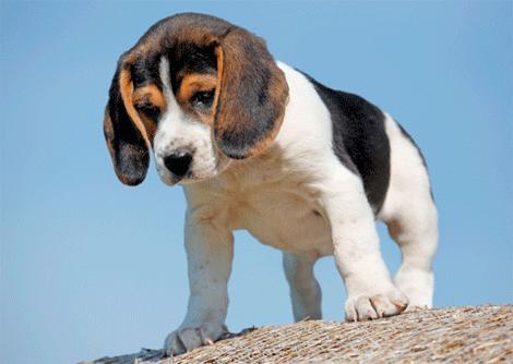 (B) 3D pohľadnica Beagle