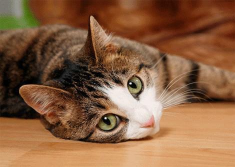 3D pohľadnica Cat