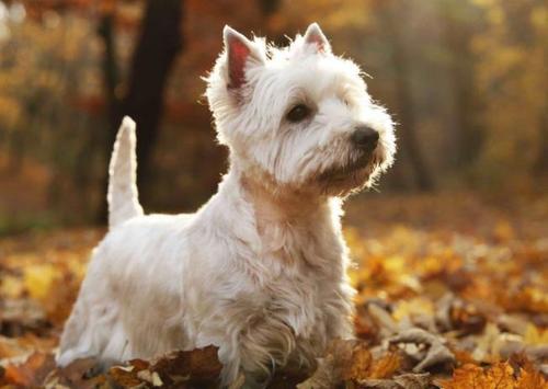 (B) 3D pohľadnica Biely terrier