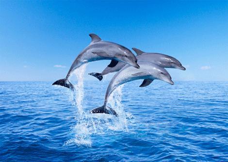 3D pohľadnica Delfíny