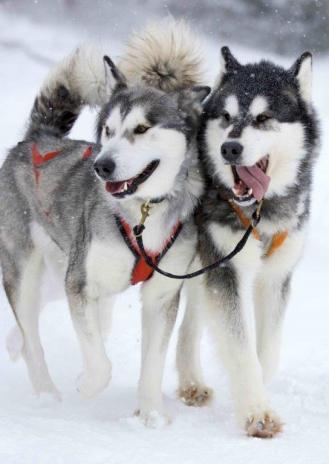 3D pohľadnica Husky