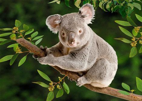 3D pohľadnica Koala