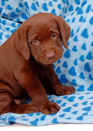 (B) 3D pohľadnica Labrador retriever