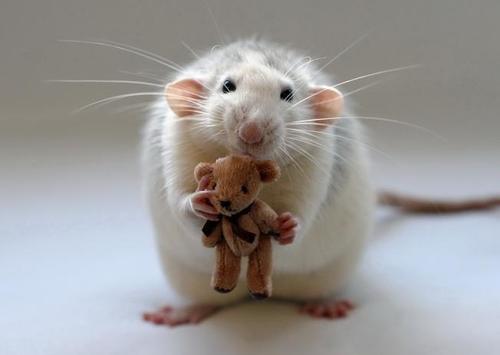 3D pohľadnica Potkan