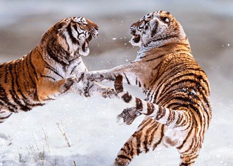 3D pohľadnica Sibírske Tigre