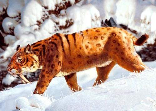 3D pohľadnica Šabľozubý tiger