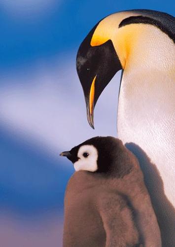 3D pohľadnica Tučniaci