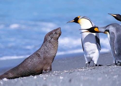3D pohľadnica Tučniaci a tuleň