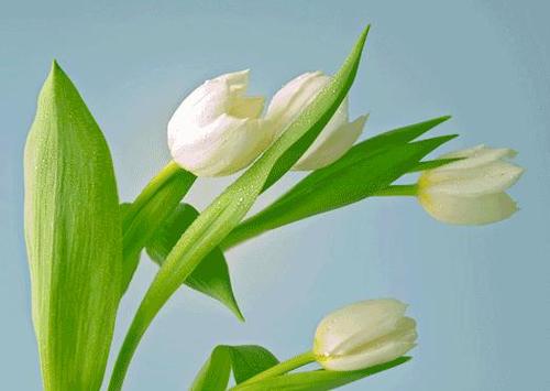 3D pohľadnica Tulipány