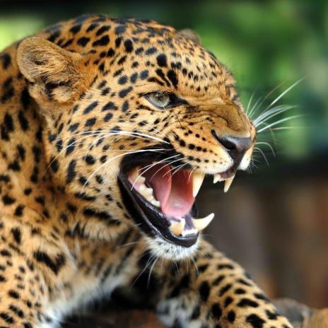 3D štvorec Leopard