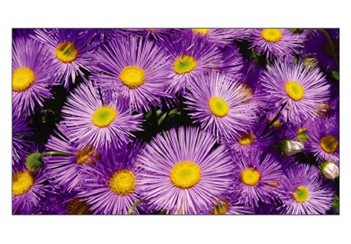Pohľadnica A6 Violet