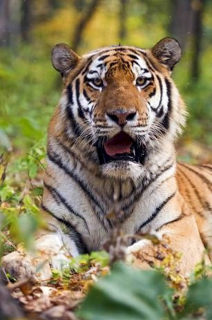 tvorme s.r.o. 3D pohľadnica Tiger