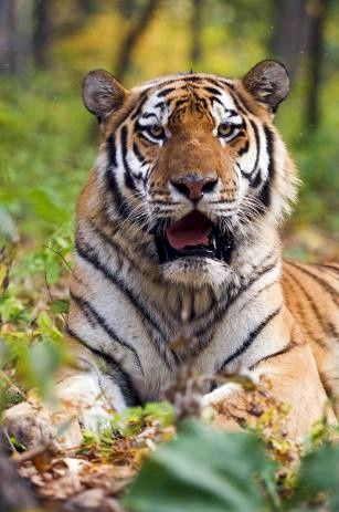 3D pohľadnica Tiger