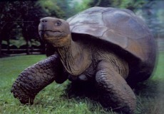 tvorme s.r.o. 3D pohľadnica Tortoise