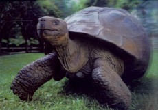 3D pohľadnica Tortoise