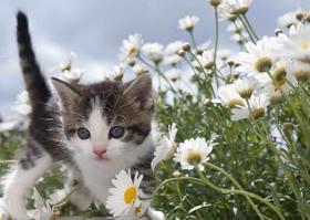 3D pohľadnica Flower Kitten