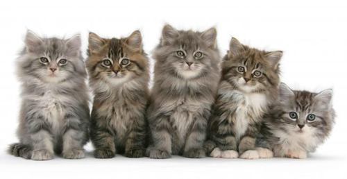 3D pravítko Mačiatka