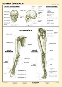 Kostra človeka II. - A4 karta
