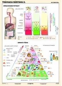 Tráviaca sústava II. - A4 karta