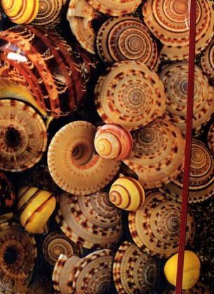 Shells Velky Linajkovy