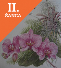 Lacná kniha Csodálatos orchideák