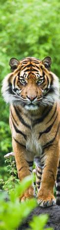 3D záložka Tiger