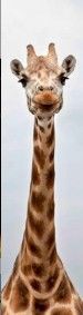 tvorme s.r.o. 3D záložka Žirafa