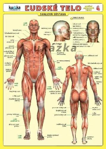 Ľudské telo - karta