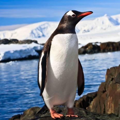 3D magnetka Penguin
