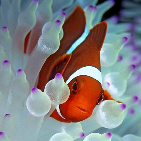 3D magnetka Nemo