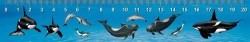 Pohľadnica 3D pravítko Sea Mammals