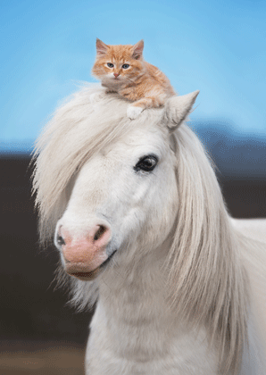 3D pohľadnica Poník a mačička