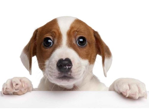 3D pohľadnica Jack Russell