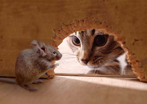 tvorme s.r.o. 3D pohľadnica Myš a mačka