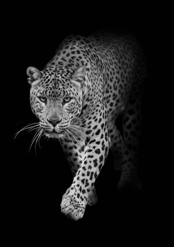 3D pohľadnica Leopard