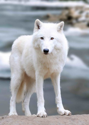 tvorme s.r.o. 3D pohľadnica Biely vlk