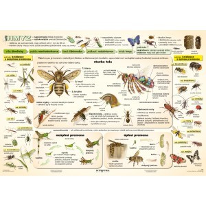 Hmyz I. diel - A4 karta