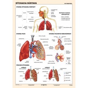 Dýchacia sústava - A4 karta