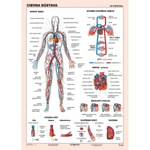 Cievna sústava - A4 karta