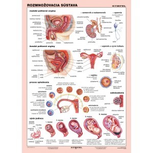 Rozmnožovacia sústava - A4 karta