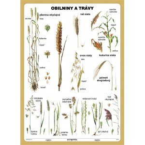 Obilniny a trávy - A4 karta