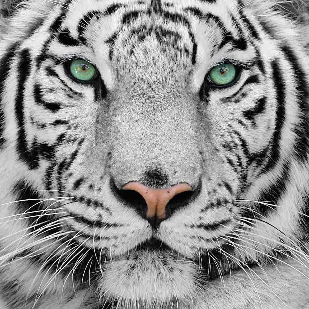 Obraz Biely tiger (30x30 cm) vykladanie z diamantov