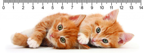 3D pravítko Two ginger kittens DEEP