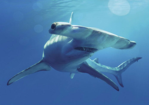3D pohľadnica Great hammerhead