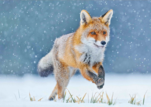 (B) 3D pohľadnica Running Fox